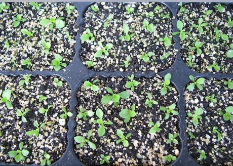 Выращивание примулы из семян в домашних условиях и правила стратификации